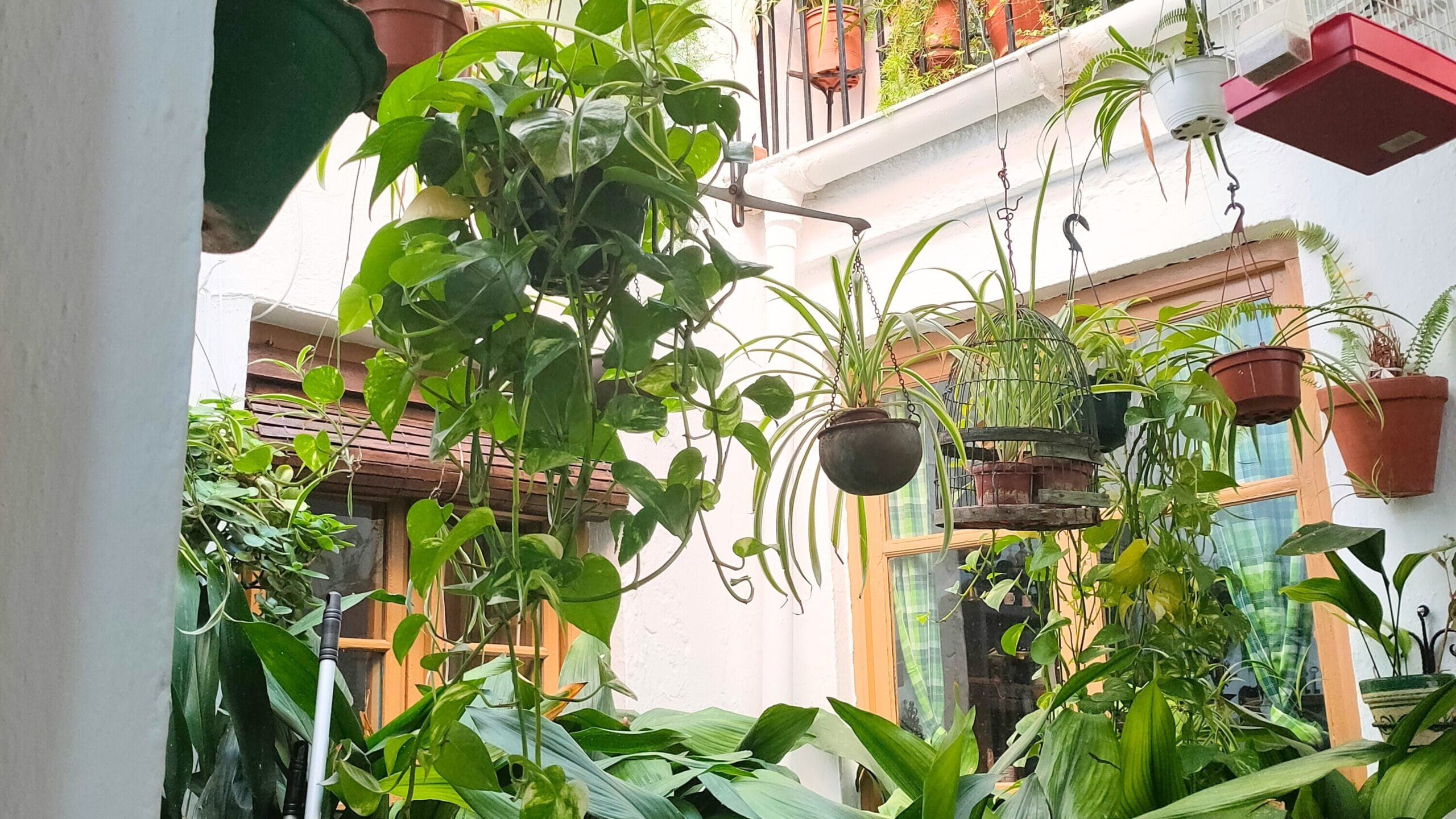 plantes suspendue terrasse plantes suspendue terrasse
